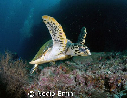 Hawksbill turtle, Nikon D200, Maledives by Nedip Emin 